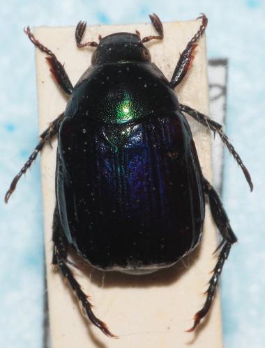 Réf. 269 706 : Anomala dubia
